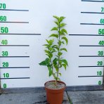 Orgován obyčajný (Syringa vulgaris) ´PRINCE WOLKONSKY´ - výška 40-60 cm, kont C2L